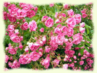 ヒルトップの庭の薔薇